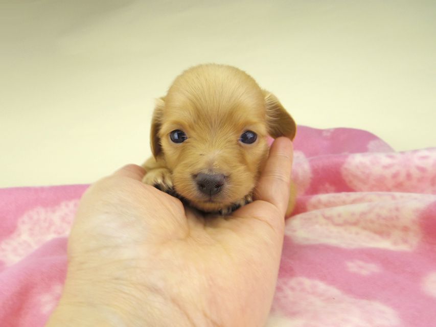 カニンヘン ダックスフンド オリーブkk & スカッシュの子犬 ゴールド 男の子