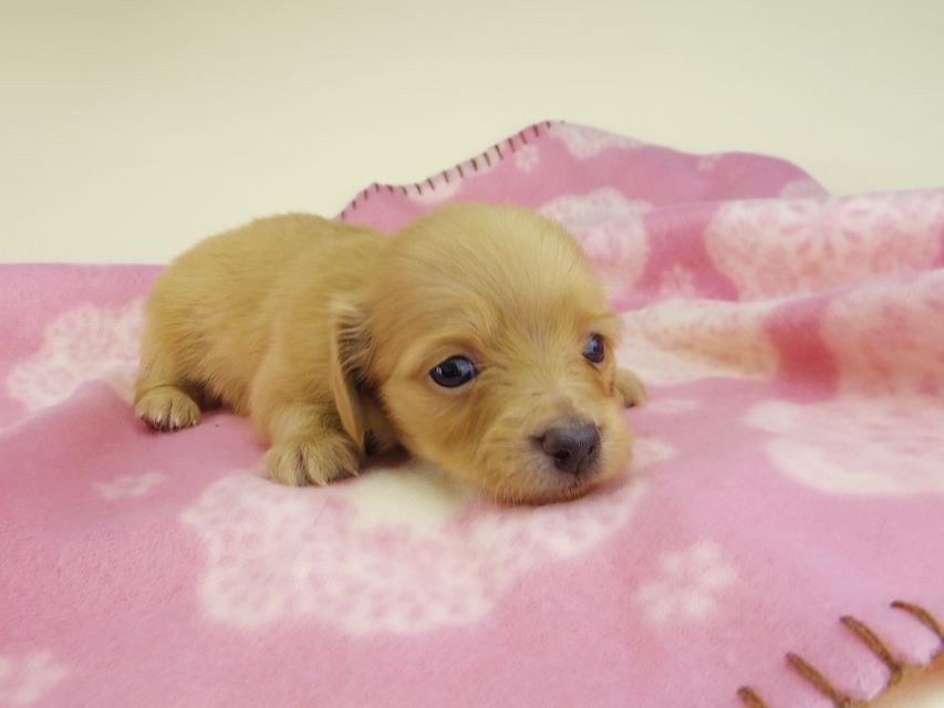 カニンヘン ダックスフンド オリーブkk & スカッシュの子犬 ゴールド 男の子