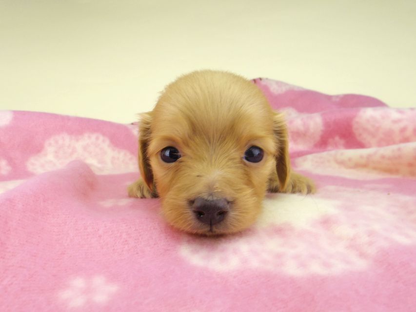 カニンヘン ダックスフンド オリーブkk & スカッシュの子犬 ゴールド 男の子