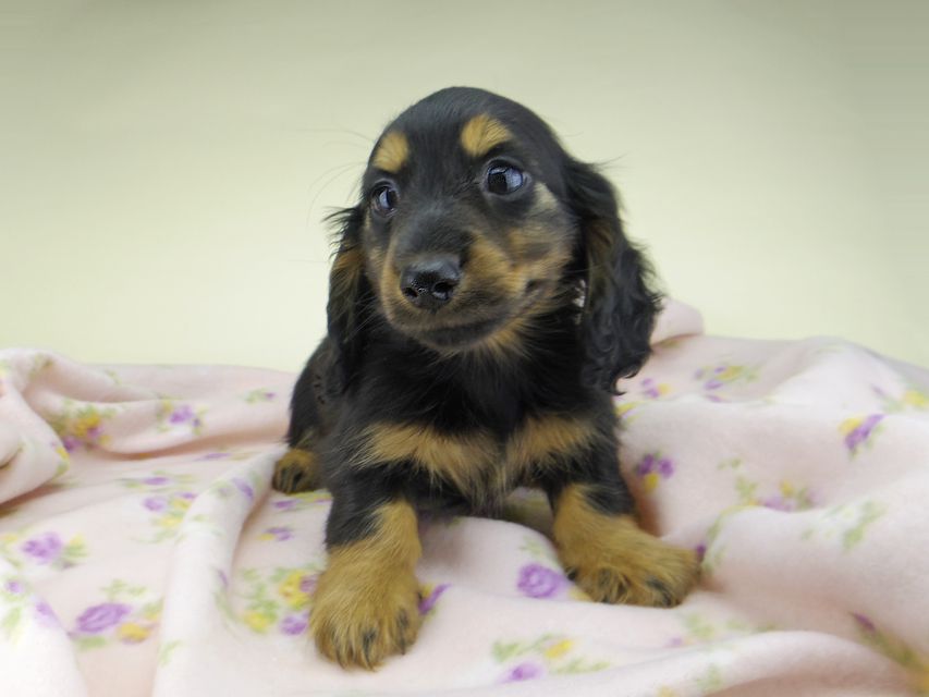 カニンヘン ダックスフンド ココcs & ブルースの子犬 ブラックタン 男の子（2）