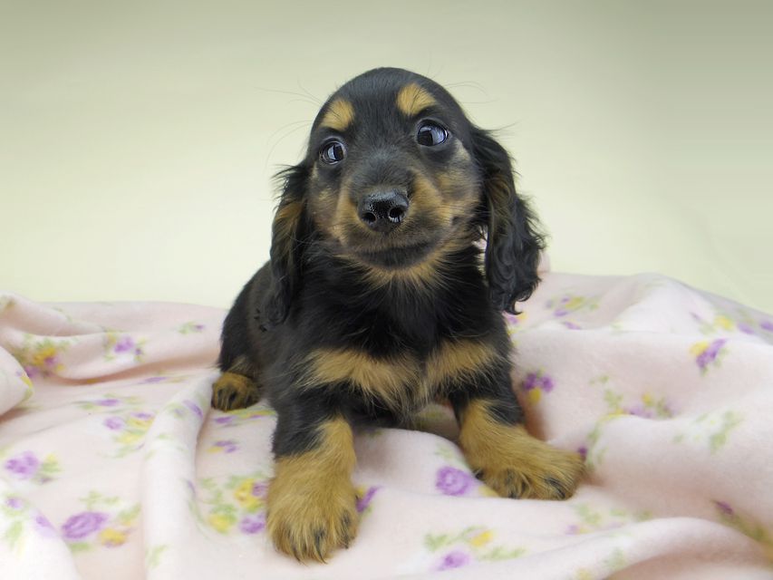 カニンヘン ダックスフンド ココcs & ブルースの子犬 ブラックタン 男の子（2）