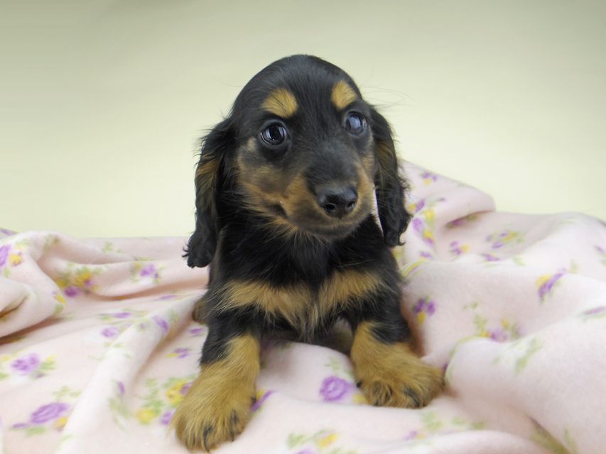 カニンヘン ダックスフンド ココcs & ブルースの子犬 ブラックタン 男の子（2）