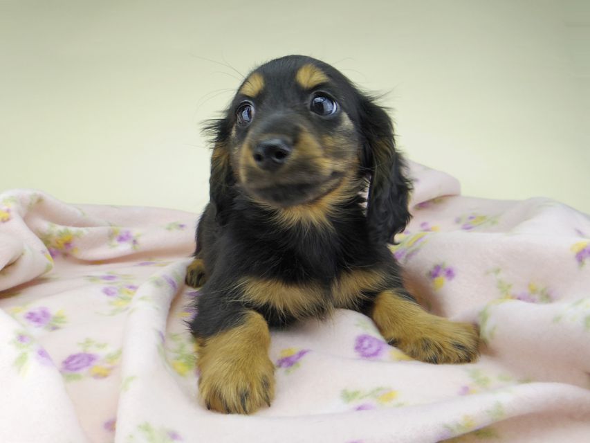 カニンヘン ダックスフンド ココcs & ブルースの子犬 ブラックタン 男の子（2）