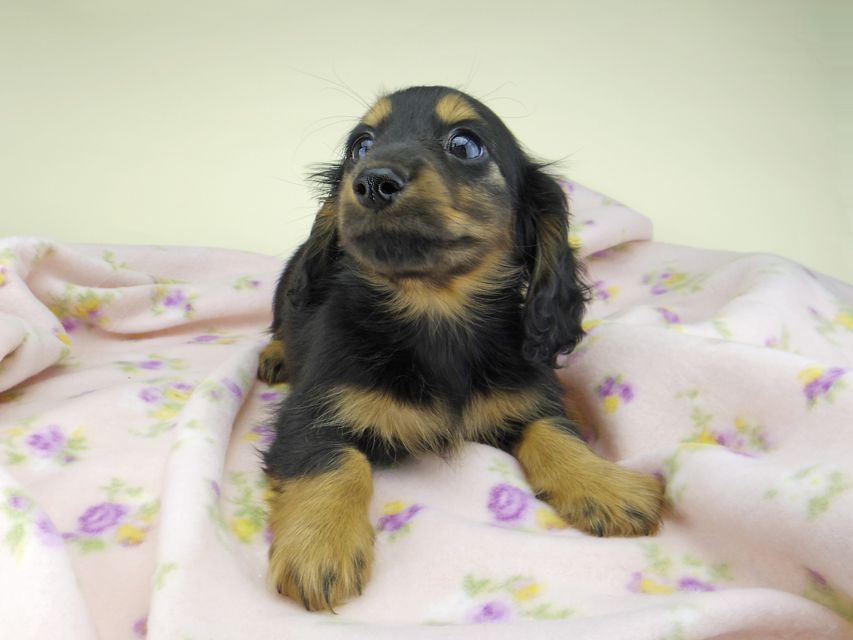 カニンヘン ダックスフンド ココcs & ブルースの子犬 ブラックタン 男の子（2）