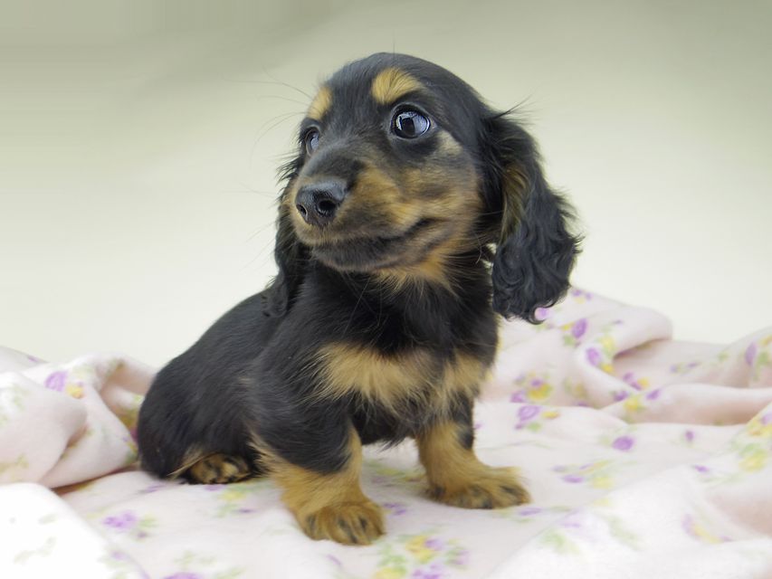 カニンヘン ダックスフンド ココcs & ブルースの子犬 ブラックタン 男の子（2）