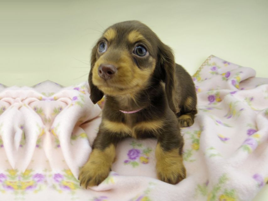 カニンヘン ダックスフンド ココcs & ブルースの子犬 チョコタン 女の子（1）