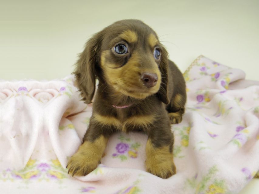 カニンヘン ダックスフンド ココcs & ブルースの子犬 チョコタン 女の子（1）
