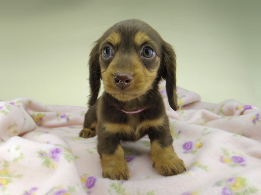 カニンヘン ダックスフンド ココcs & ブルースの子犬 チョコタン 女の子（1）