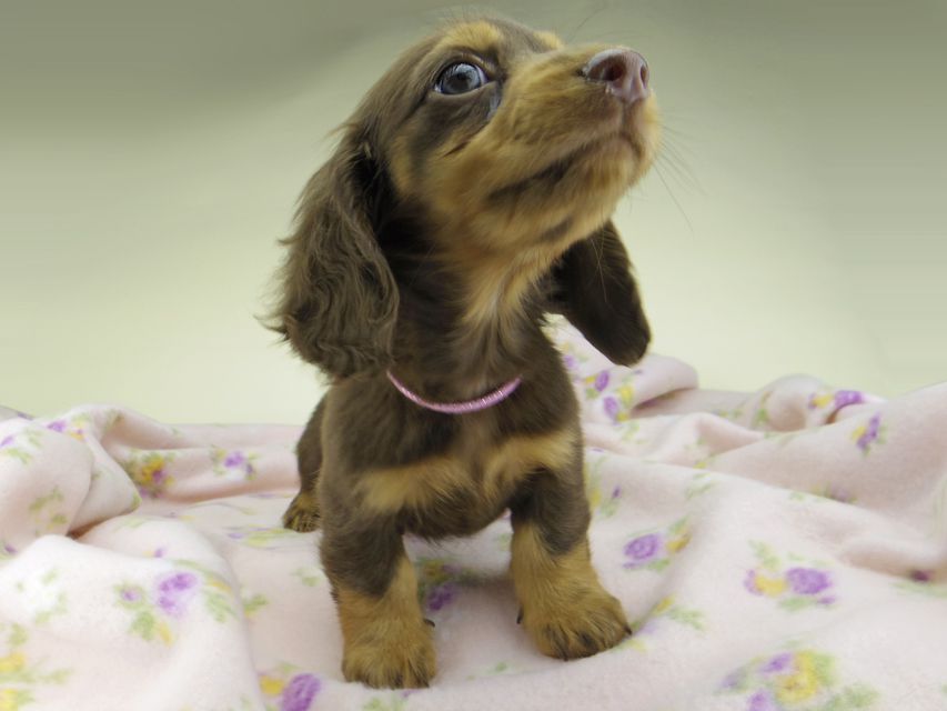 カニンヘン ダックスフンド ココcs & ブルースの子犬 チョコタン 女の子（1）