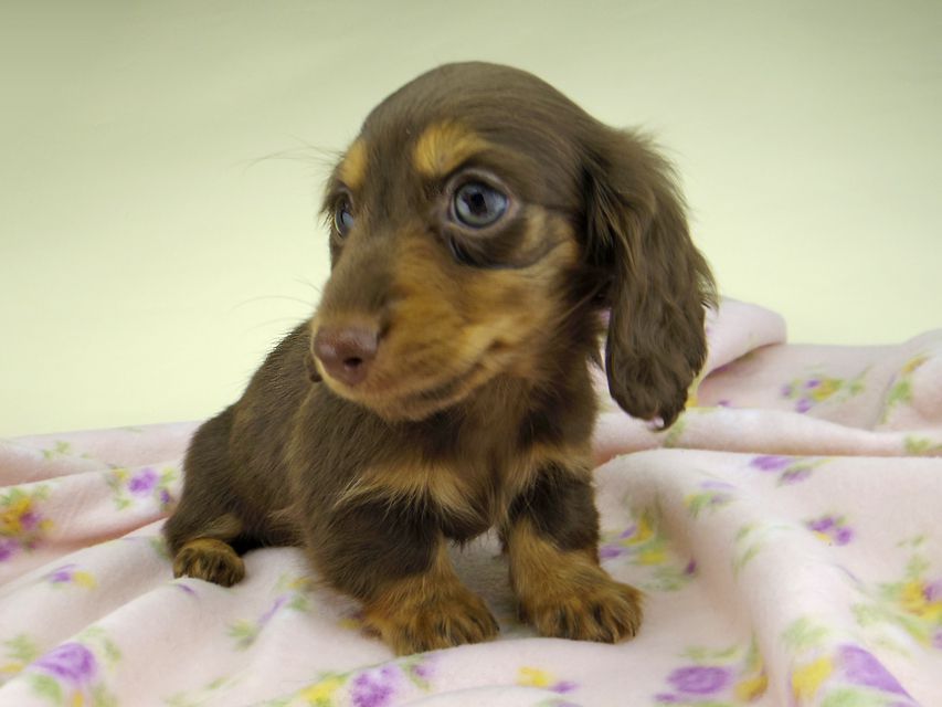 カニンヘン ダックスフンド ココcs & ブルースの子犬 チョコタン 女の子(2)4995 カニンヘン ダックスフンド ココcs & ブルースの子犬 チョコタン 女の子(2)