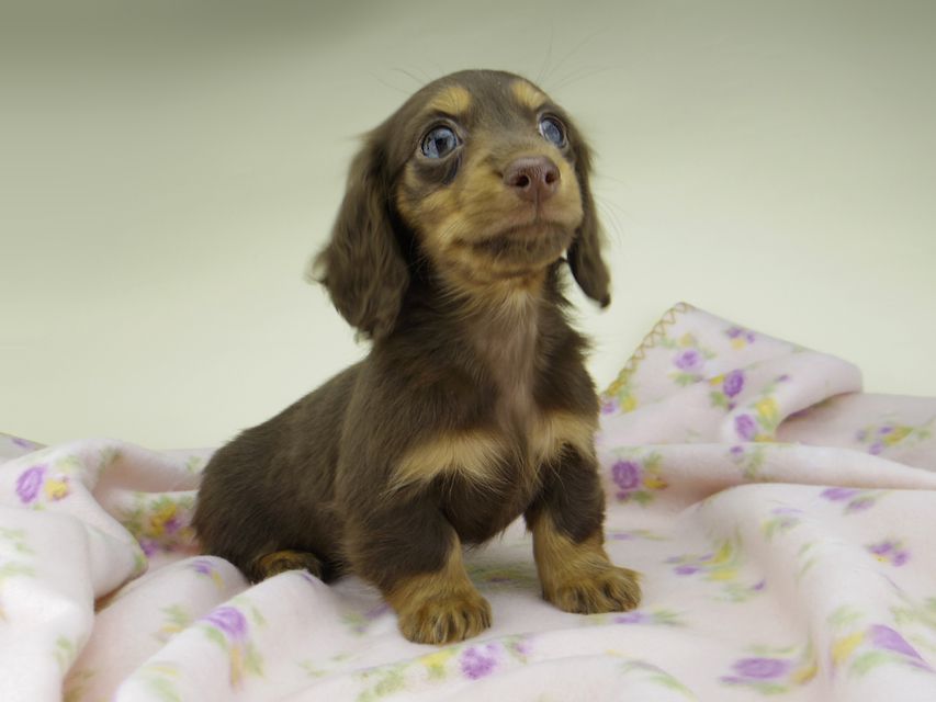 カニンヘン ダックスフンド ココcs & ブルースの子犬 チョコタン 女の子(2)5005 カニンヘン ダックスフンド ココcs & ブルースの子犬 チョコタン 女の子(2)