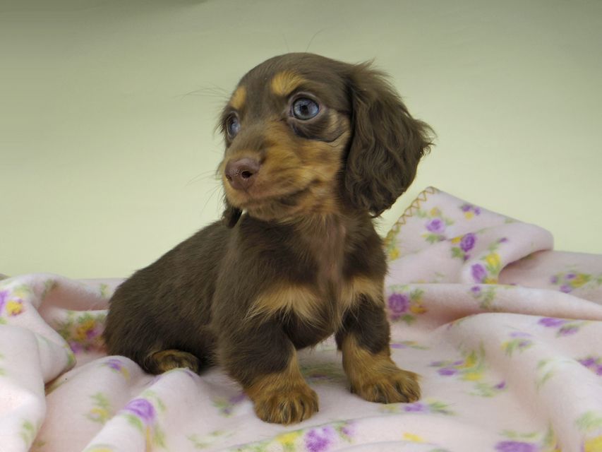 カニンヘン ダックスフンド ココcs & ブルースの子犬 チョコタン 女の子(2)5007 カニンヘン ダックスフンド ココcs & ブルースの子犬 チョコタン 女の子(2)
