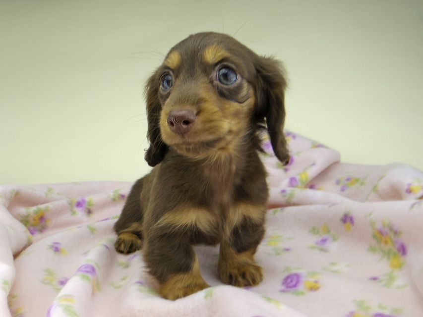 カニンヘン ダックスフンド ココcs & ブルースの子犬 チョコタン 女の子(2)5016 カニンヘン ダックスフンド ココcs & ブルースの子犬 チョコタン 女の子(2)