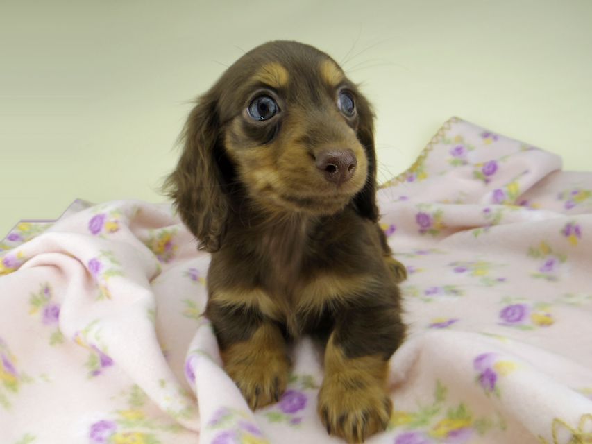 カニンヘン ダックスフンド ココcs & ブルースの子犬 チョコタン 女の子(2)5022 カニンヘン ダックスフンド ココcs & ブルースの子犬 チョコタン 女の子(2)