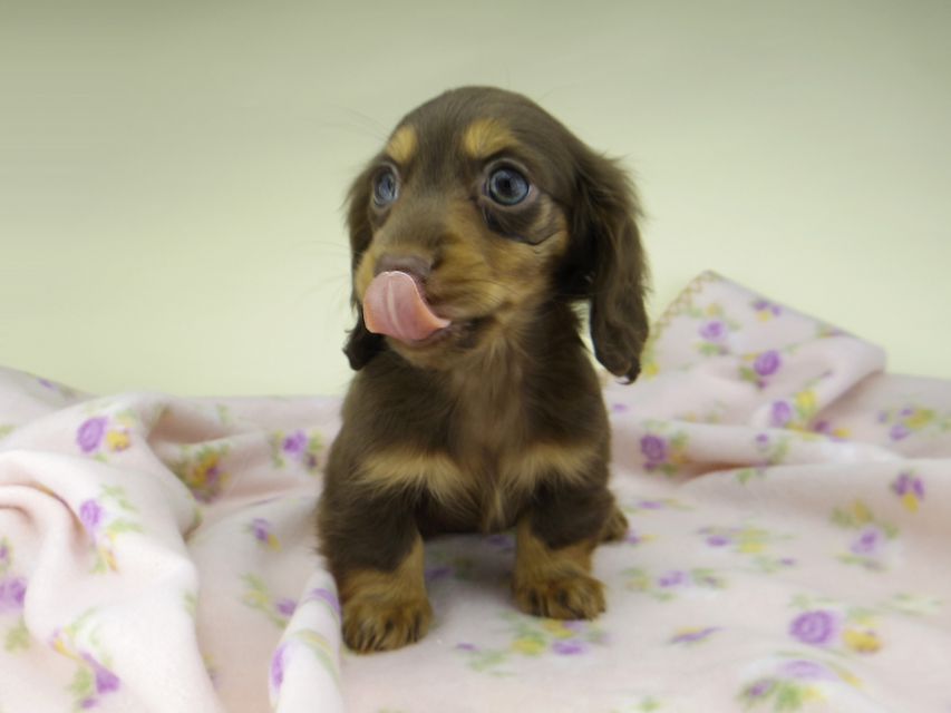 カニンヘン ダックスフンド ココcs & ブルースの子犬 チョコタン 女の子(2)5030 カニンヘン ダックスフンド ココcs & ブルースの子犬 チョコタン 女の子(2)