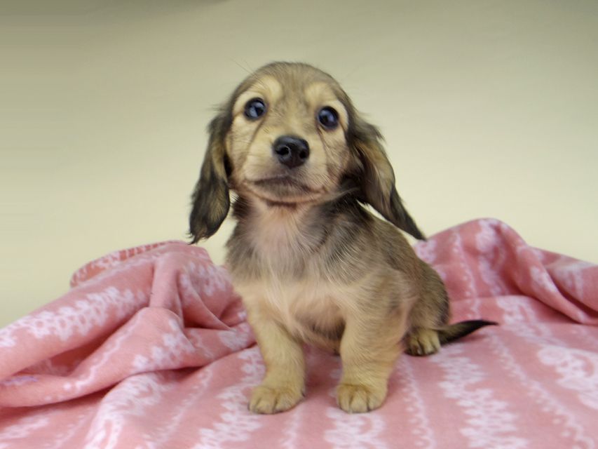 カニンヘン ダックスフンド レイcs & スカッシュの子犬 シェーデットイエロー（シェーデットクリーム） 女の子