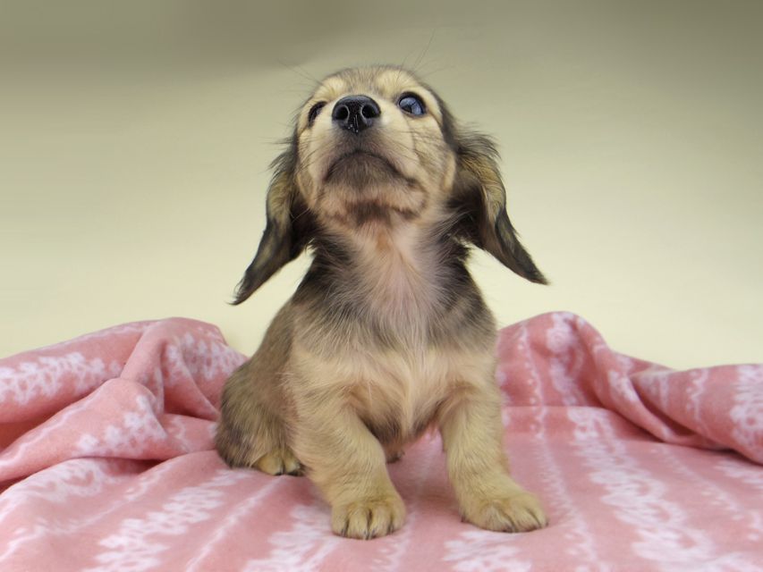 カニンヘン ダックスフンド レイcs & スカッシュの子犬 シェーデットイエロー（シェーデットクリーム） 女の子