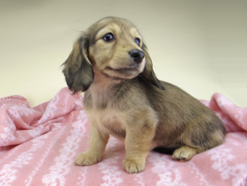 カニンヘン ダックスフンド レイcs & スカッシュの子犬 シェーデットイエロー（シェーデットクリーム） 女の子