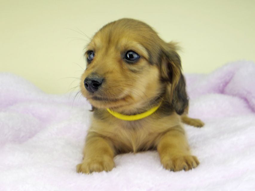 カニンヘン ダックスフンド さくらhp & 竹千代の子犬 レッド 男の子（2）