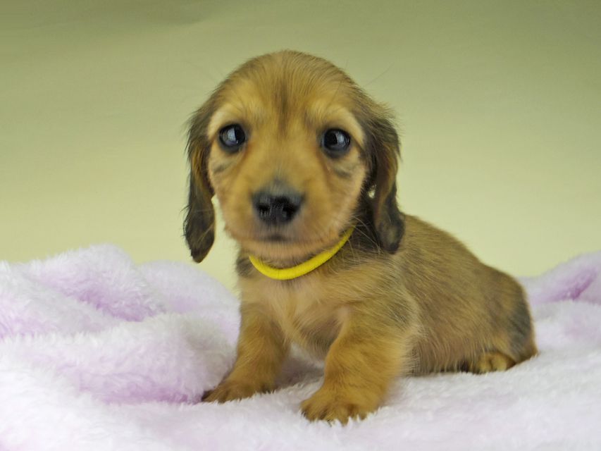 カニンヘン ダックスフンド さくらhp & 竹千代の子犬 レッド 男の子（2）
