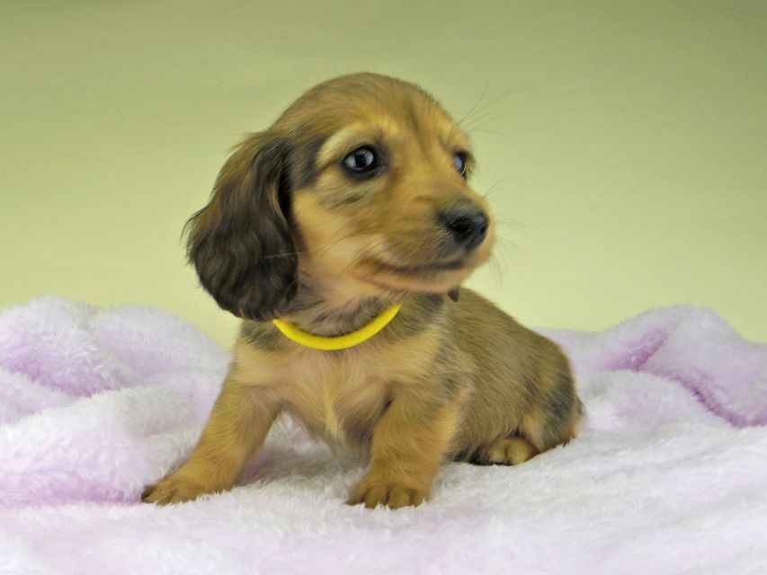 カニンヘン ダックスフンド さくらhp & 竹千代の子犬 レッド 男の子（2）
