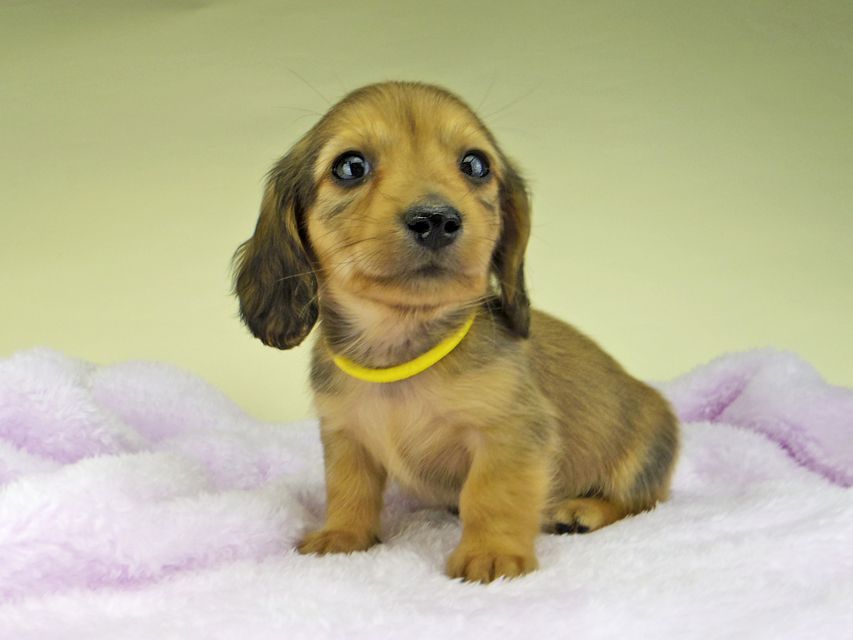 カニンヘン ダックスフンド さくらhp & 竹千代の子犬 レッド 男の子（2）