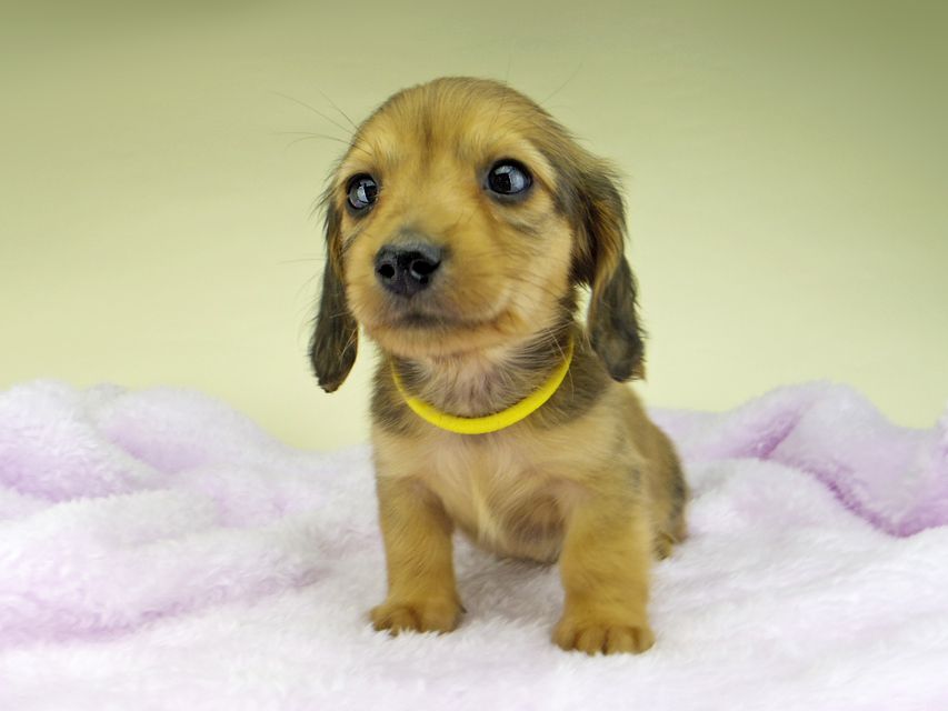 カニンヘン ダックスフンド さくらhp & 竹千代の子犬 レッド 男の子（2）