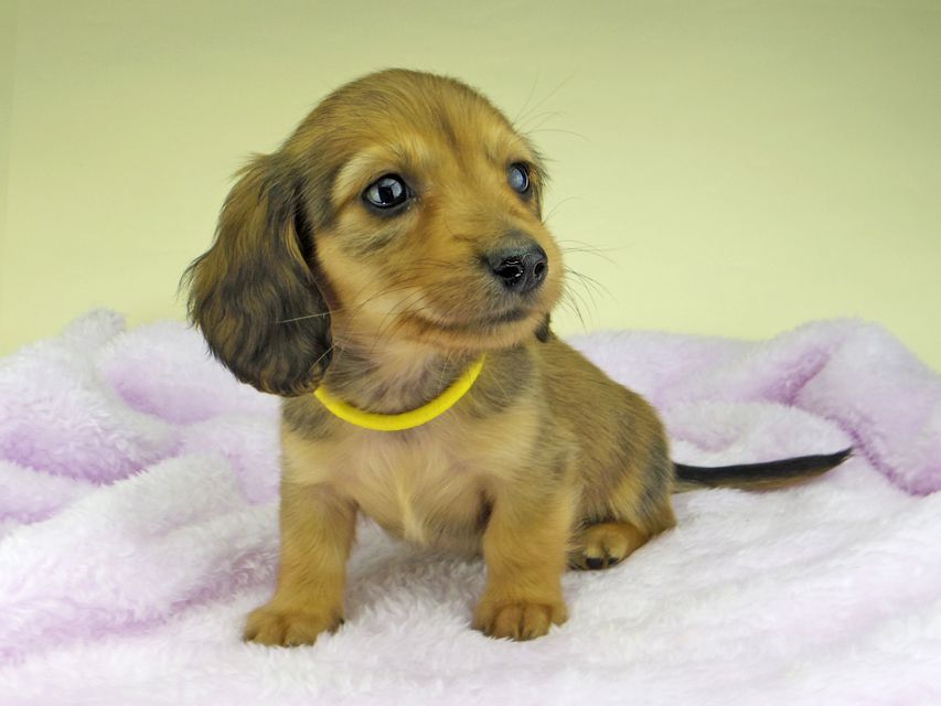 カニンヘン ダックスフンド さくらhp & 竹千代の子犬 レッド 男の子（2）