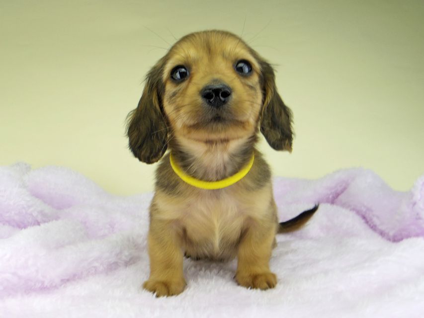 カニンヘン ダックスフンド さくらhp & 竹千代の子犬 レッド 男の子（2）