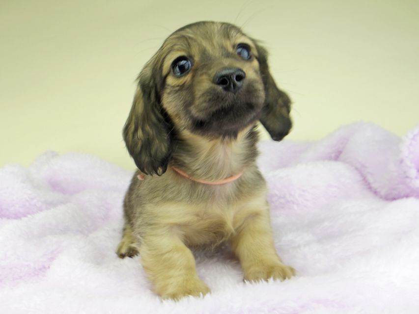 カニンヘン ダックスフンド さくらhp & 竹千代の子犬 イエロー(クリーム) 女の子5238 カニンヘン ダックスフンド さくらhp & 竹千代の子犬 イエロー(クリーム) 女の子