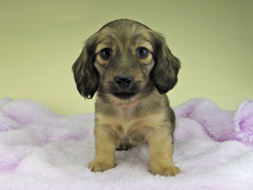 カニンヘン ダックスフンド さくらhp & 竹千代の子犬 イエロー(クリーム) 女の子5243 カニンヘン ダックスフンド さくらhp & 竹千代の子犬 イエロー(クリーム) 女の子