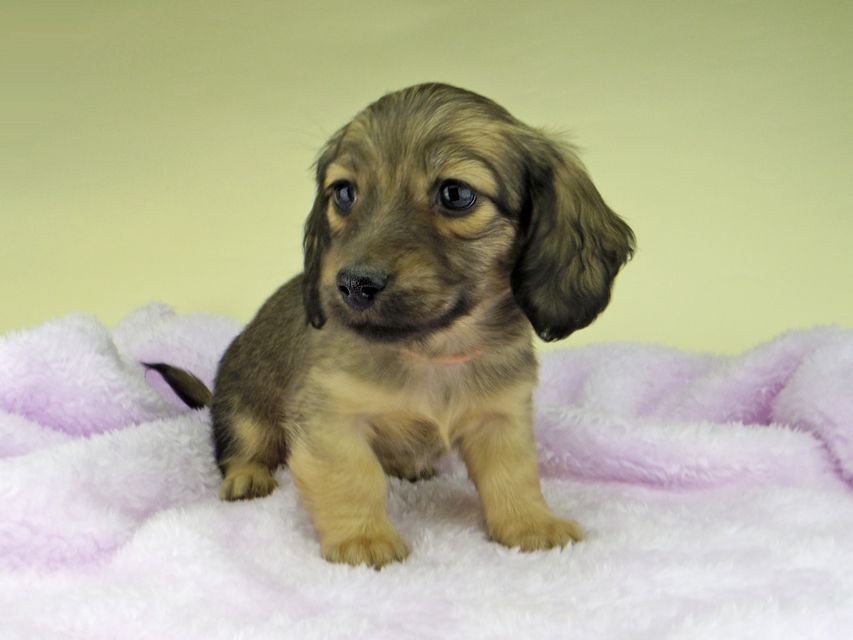 カニンヘン ダックスフンド さくらhp & 竹千代の子犬 イエロー(クリーム) 女の子5252 カニンヘン ダックスフンド さくらhp & 竹千代の子犬 イエロー(クリーム) 女の子