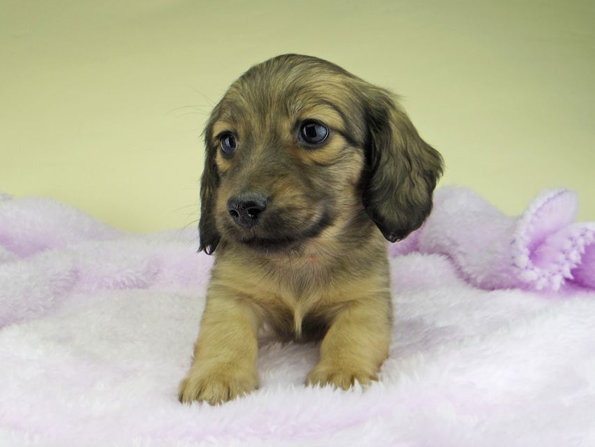 カニンヘン ダックスフンド さくらhp & 竹千代の子犬 イエロー(クリーム) 女の子5257 カニンヘン ダックスフンド さくらhp & 竹千代の子犬 イエロー(クリーム) 女の子