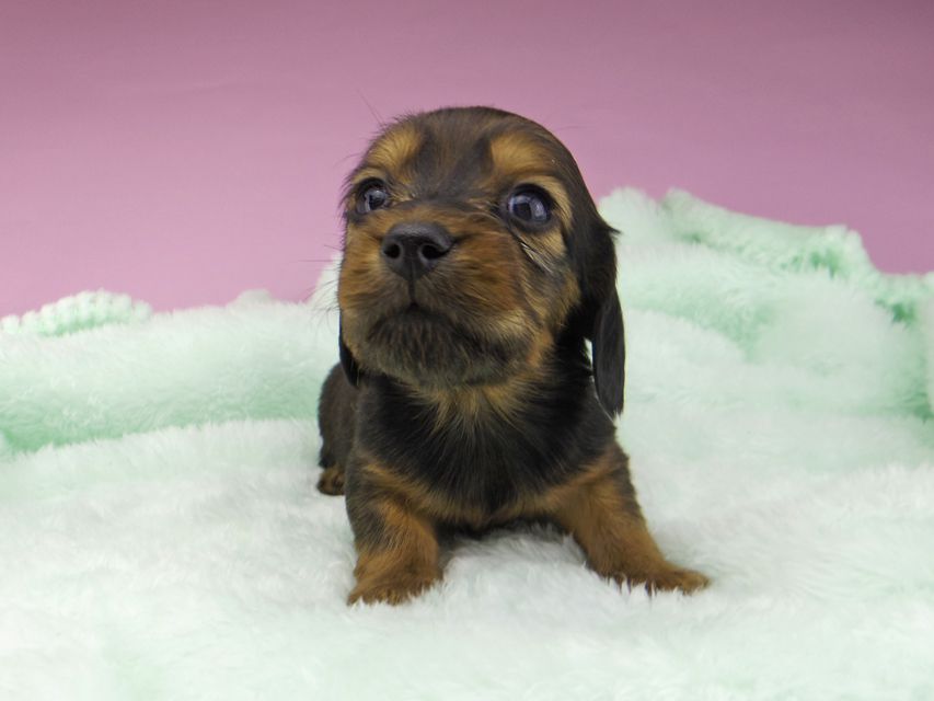 カニンヘンダックスフンド こなゆき & ジムダンディの子犬 レッド 男の子