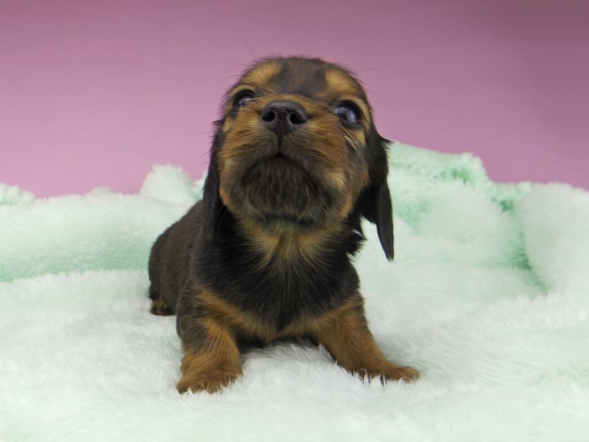 カニンヘンダックスフンド こなゆき & ジムダンディの子犬 レッド 男の子