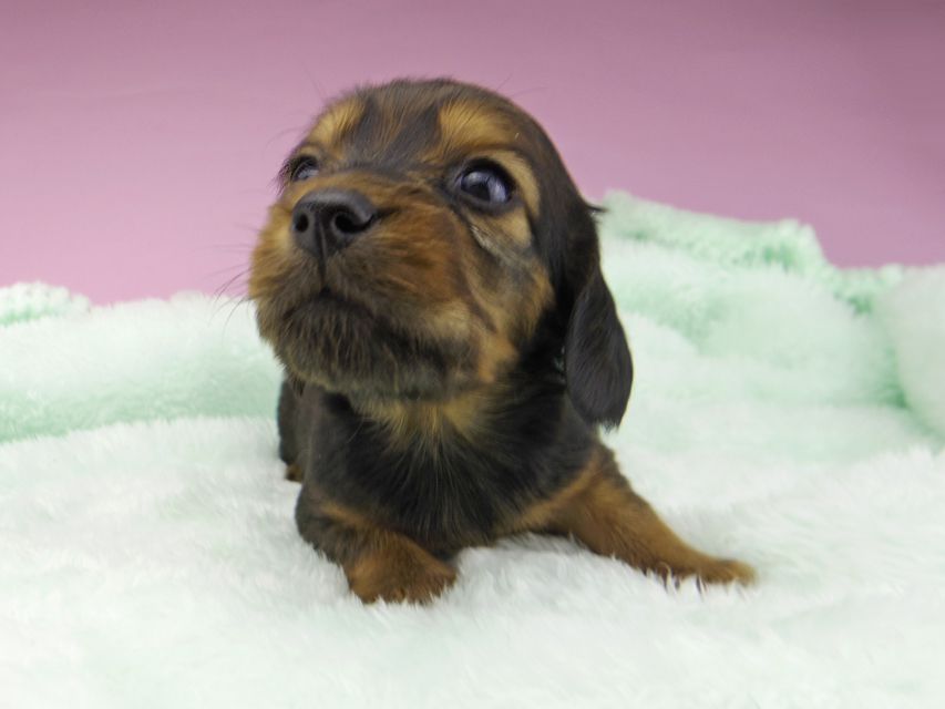 カニンヘンダックスフンド こなゆき & ジムダンディの子犬 レッド 男の子