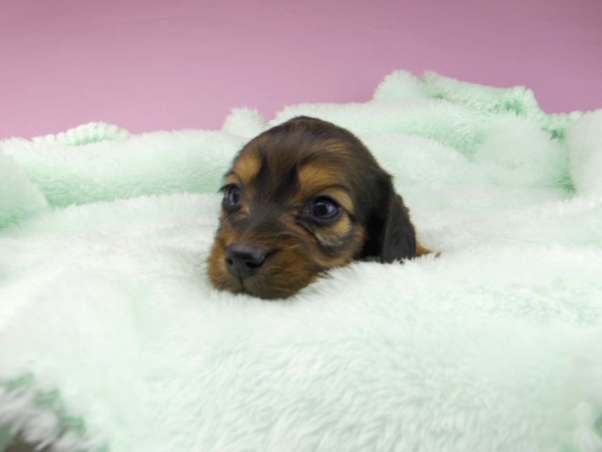 カニンヘンダックスフンド こなゆき & ジムダンディの子犬 レッド 男の子