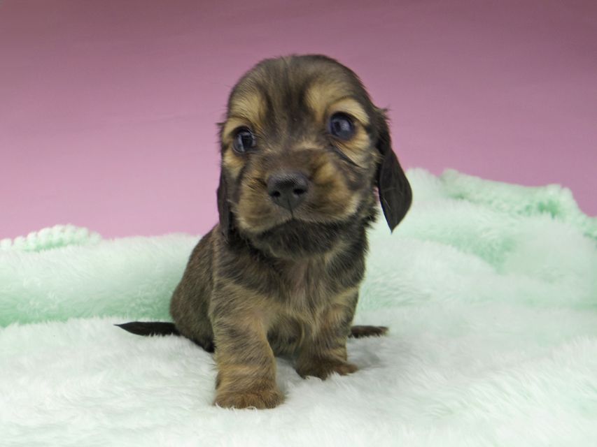 カニンヘンダックスフンド こなゆき & ジムダンディの子犬 イエロー(クリーム) 男の子_IGP5294 カニンヘンダックスフンド こなゆき & ジムダンディの子犬 イエロー(クリーム) 男の子