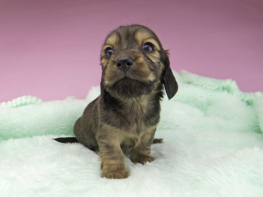 カニンヘンダックスフンド こなゆき & ジムダンディの子犬 イエロー(クリーム) 男の子_IGP5295 カニンヘンダックスフンド こなゆき & ジムダンディの子犬 イエロー(クリーム) 男の子