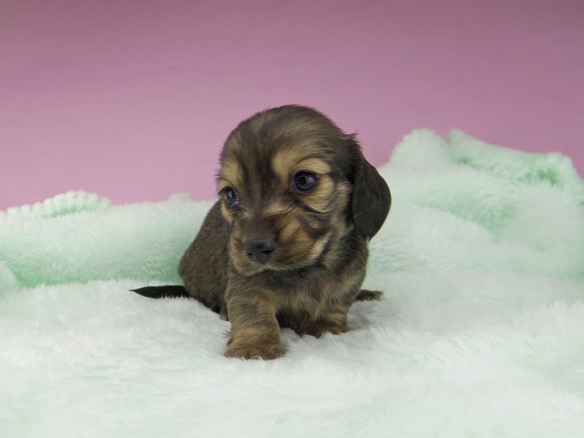 カニンヘンダックスフンド こなゆき & ジムダンディの子犬 イエロー(クリーム) 男の子_IGP5299 カニンヘンダックスフンド こなゆき & ジムダンディの子犬 イエロー(クリーム) 男の子