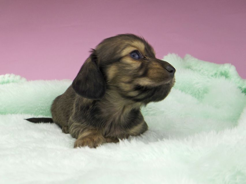 カニンヘンダックスフンド こなゆき & ジムダンディの子犬 イエロー(クリーム) 男の子_IGP5301 カニンヘンダックスフンド こなゆき & ジムダンディの子犬 イエロー(クリーム) 男の子