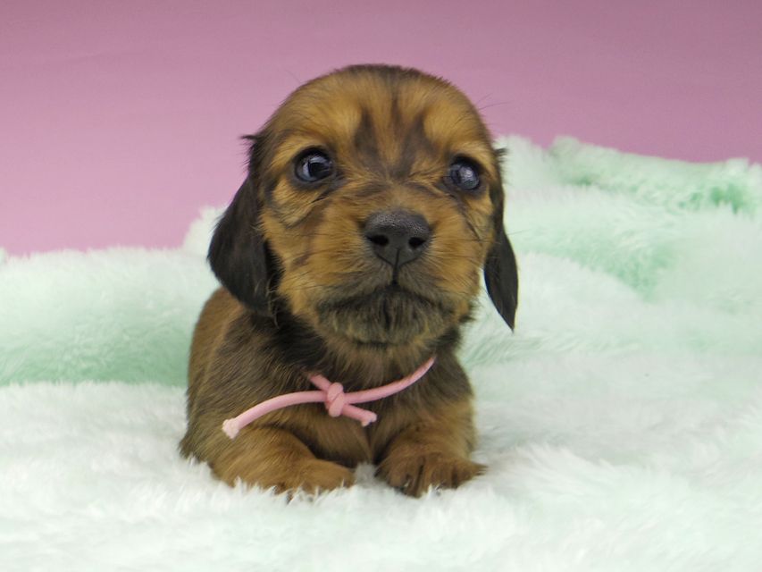 カニンヘンダックスフンド こなゆき & ジムダンディの子犬 レッド 女の子(1)5310 カニンヘンダックスフンド こなゆき & ジムダンディの子犬 レッド 女の子(1)