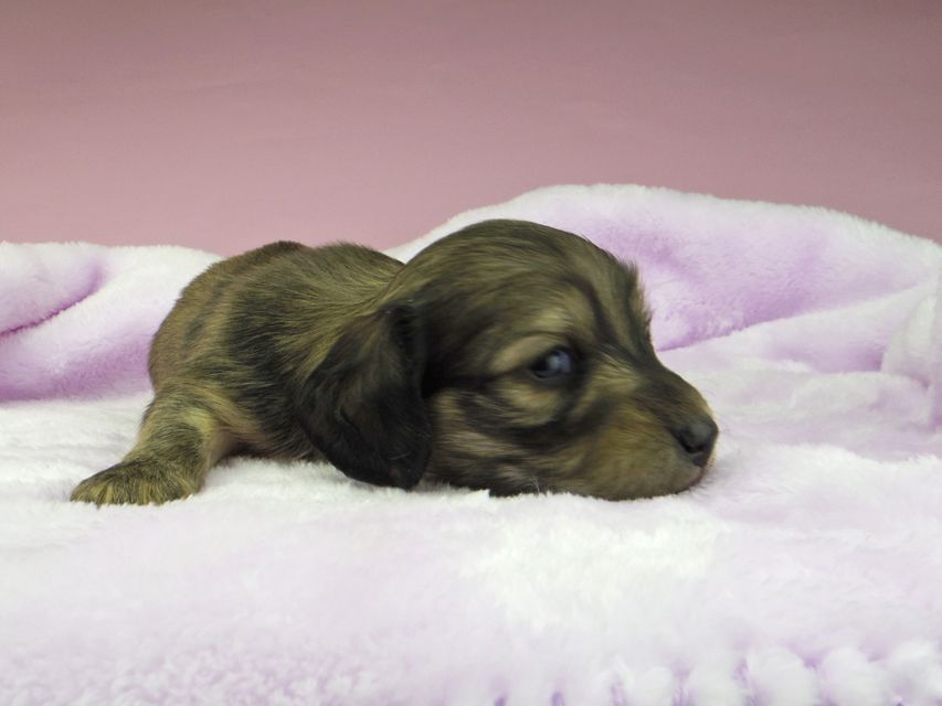 カニンヘンダックスフンド オーロラ & ロックスの子犬 イエロー(クリーム) 男の子5342 カニンヘンダックスフンド オーロラ & ロックスの子犬 イエロー(クリーム) 男の子