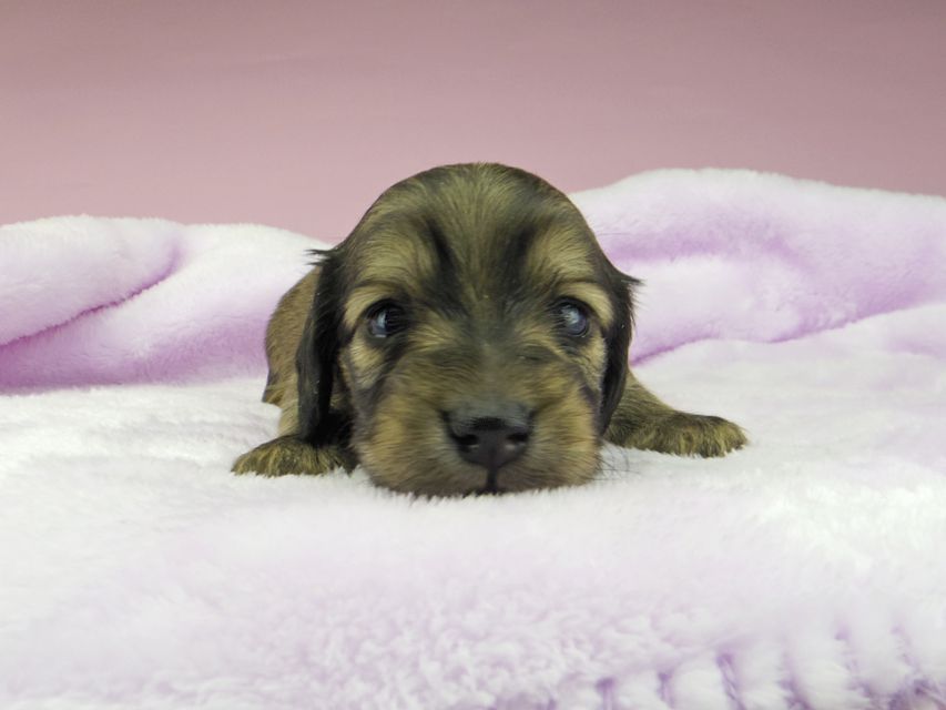 カニンヘンダックスフンド オーロラ & ロックスの子犬 イエロー(クリーム) 男の子5344 カニンヘンダックスフンド オーロラ & ロックスの子犬 イエロー(クリーム) 男の子