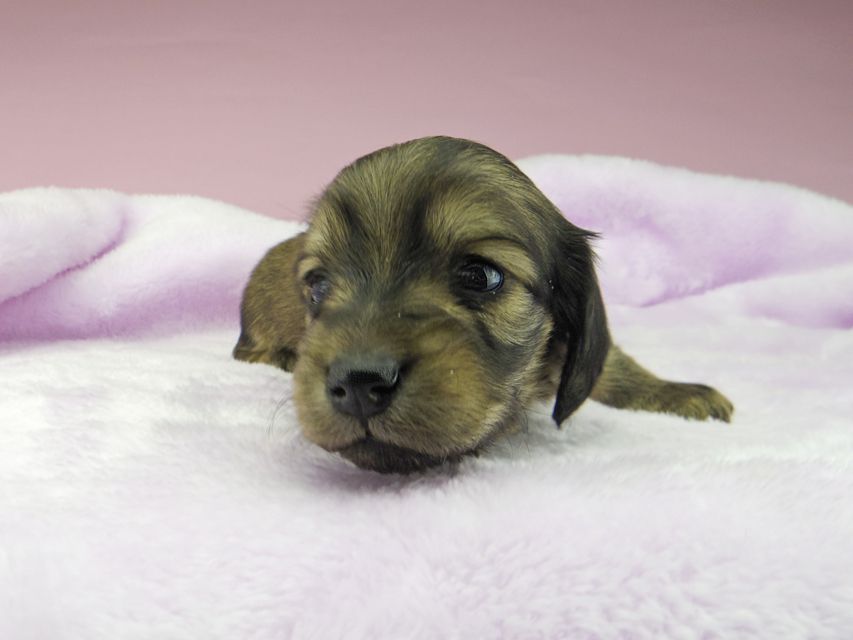 カニンヘンダックスフンド オーロラ & ロックスの子犬 イエロー(クリーム) 男の子5346 カニンヘンダックスフンド オーロラ & ロックスの子犬 イエロー(クリーム) 男の子