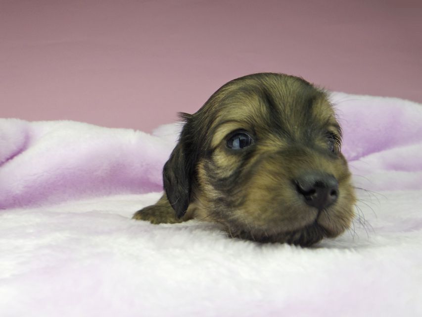 カニンヘンダックスフンド オーロラ & ロックスの子犬 イエロー(クリーム) 男の子5350 カニンヘンダックスフンド オーロラ & ロックスの子犬 イエロー(クリーム) 男の子