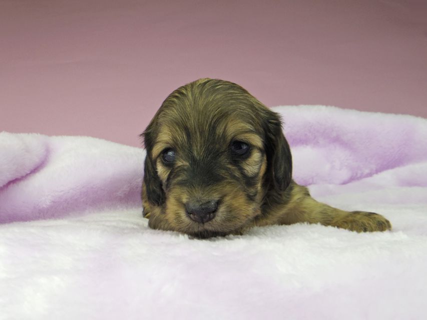 カニンヘンダックスフンド オーロラ & ロックスの子犬 イエロー(クリーム) 女の子(1)5359 カニンヘンダックスフンド オーロラ & ロックスの子犬 イエロー(クリーム) 女の子(1)