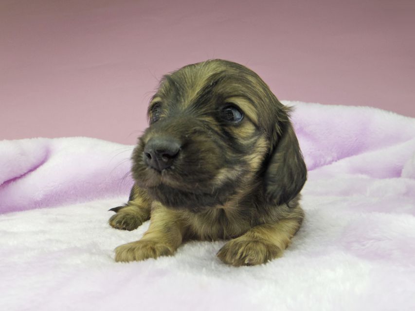 カニンヘンダックスフンド オーロラ & ロックスの子犬 イエロー(クリーム) 女の子(2)5386 カニンヘンダックスフンド オーロラ & ロックスの子犬 イエロー(クリーム) 女の子(2)