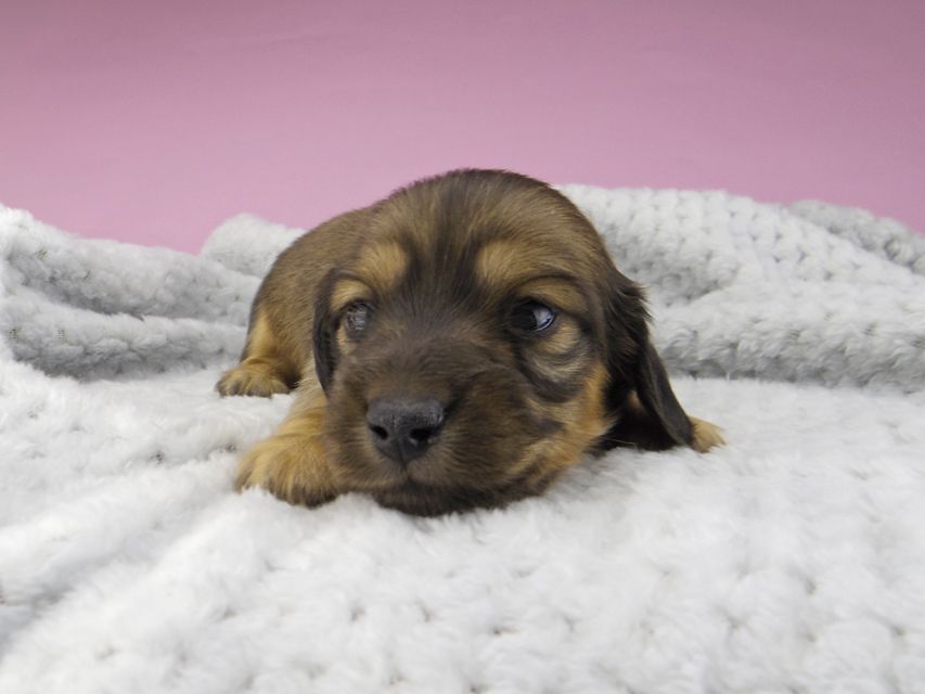 カニンヘンダックスフンド ひな & 竹千代の子犬 イエロー(クリーム) 女の子5407 カニンヘンダックスフンド ひな & 竹千代の子犬 イエロー(クリーム) 女の子