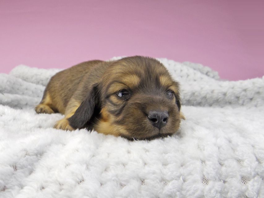 カニンヘンダックスフンド ひな & 竹千代の子犬 イエロー(クリーム) 女の子5412 カニンヘンダックスフンド ひな & 竹千代の子犬 イエロー(クリーム) 女の子